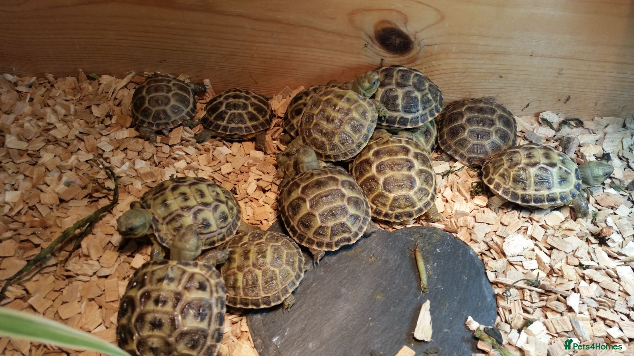 Tortoise reptiles Baby horsefield tortoise with full set up  - Advert 1
