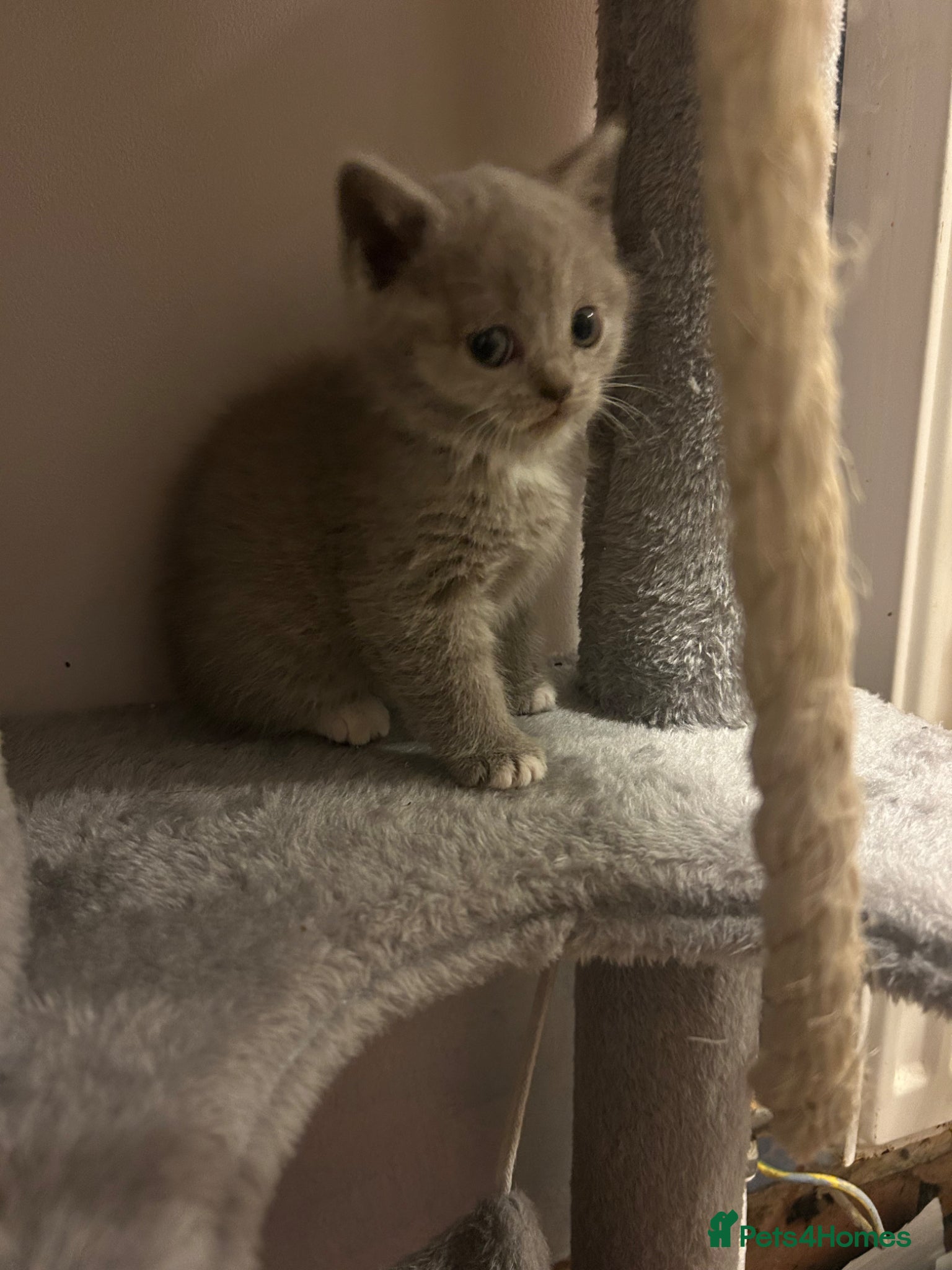 British Shorthair cats Just one girl left £1000 lilac colour point - Advert 14