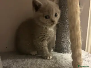 British Shorthair cats Just one girl left £1000 lilac colour point - Advert 11