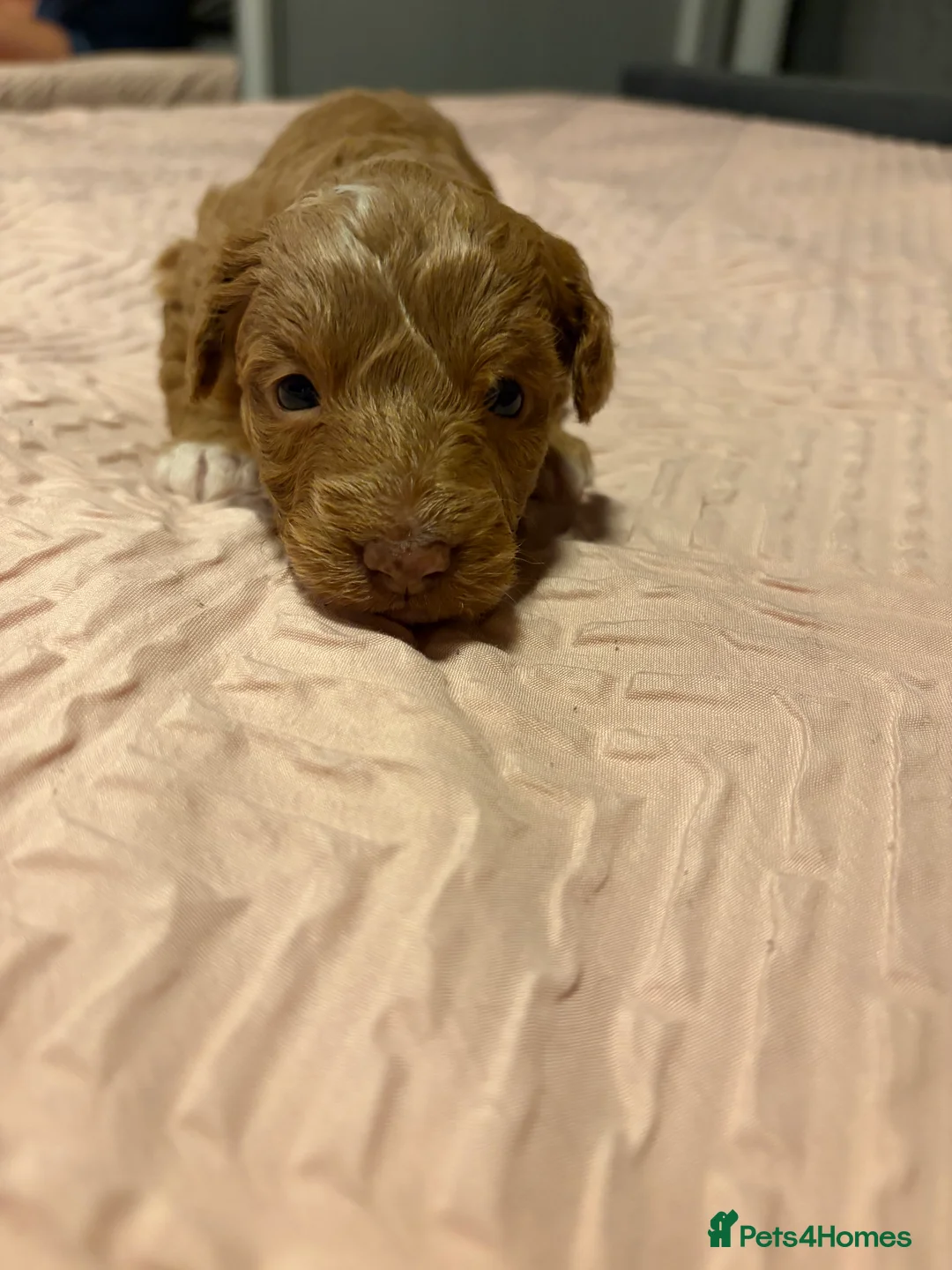 Bordoodle dogs for sale: Stunning litter of colliepoo/bordoodle puppies  - Advert 24