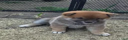 Japanese Shiba Inu dogs for sale: Japan Shiba Inu in Doncaster - Advert 13