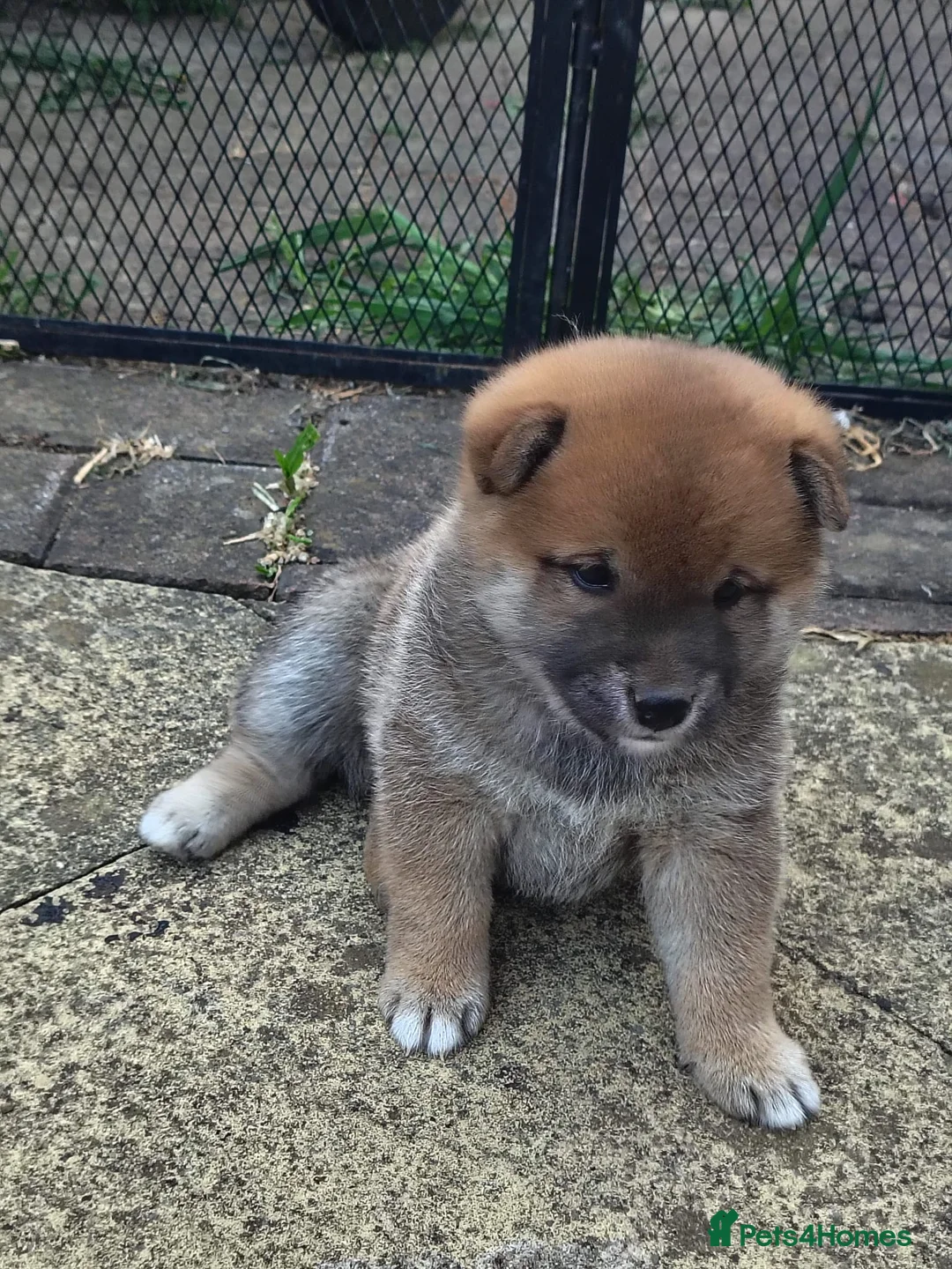 Japanese Shiba Inu dogs for sale: Japan Shiba Inu - Advert 26