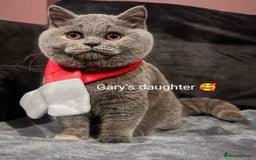 British Shorthair cats for sale: Gccf STUD, Blue Spotted,Blue, Lilac, Bi - Image 31