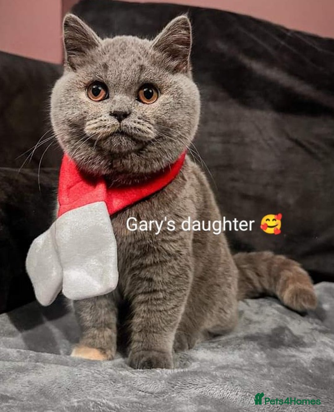 British Shorthair cats for sale: Gccf STUD, Blue Spotted,Blue, Lilac, Bi - Image 31