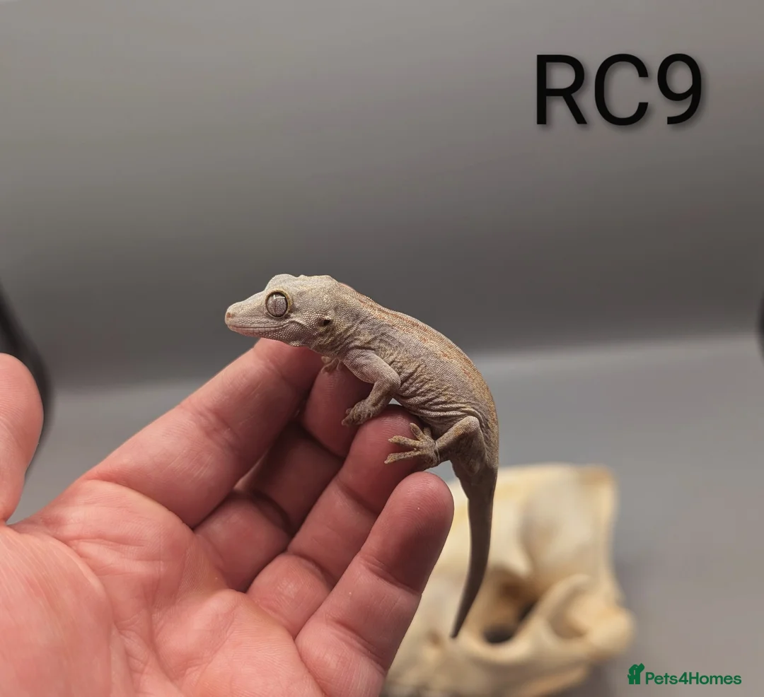 Gecko reptiles for sale: Red & Orange Stripe Gargoyle Gecko CB25  - Advert 1