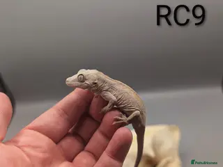 Gecko reptiles Red & Orange Stripe Gargoyle Gecko CB25 - Advert 1