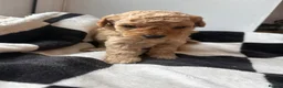 Mixed Breed dogs for sale: Double doodles  - Advert 16