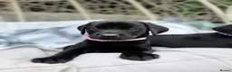 Labrador Retriever dogs for sale: Beautiful chunky black Labrador puppies  in Wickford - Advert 12