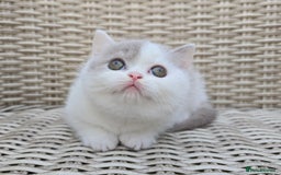 British Shorthair cats for sale: Champion lines British Shorthair Kittens  in Coatbridge - Image 7