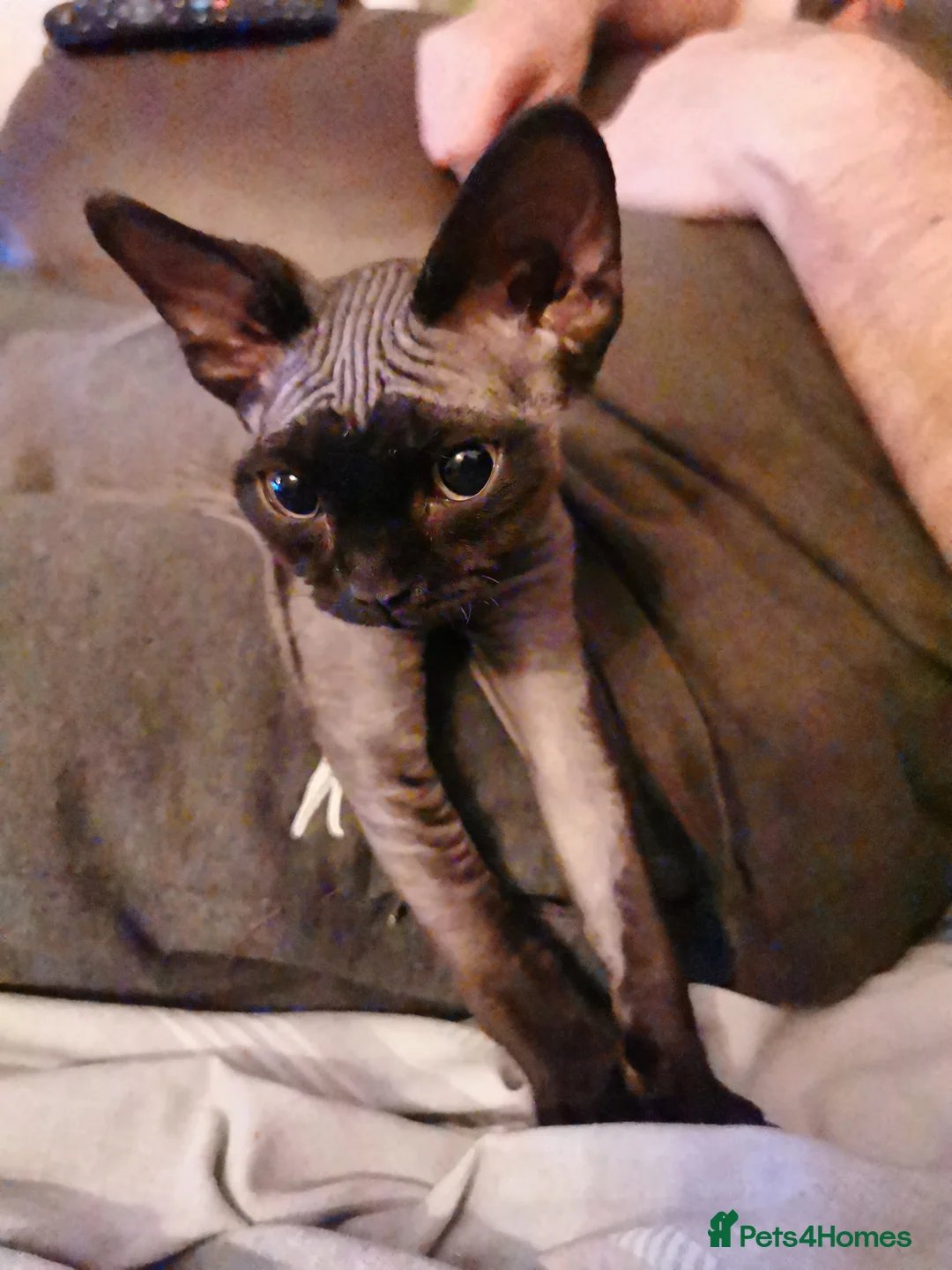 Devon Rex cats for stud: STUD ONLY - Xenopaws Ripley's Hero (Bishop) - Advert 2