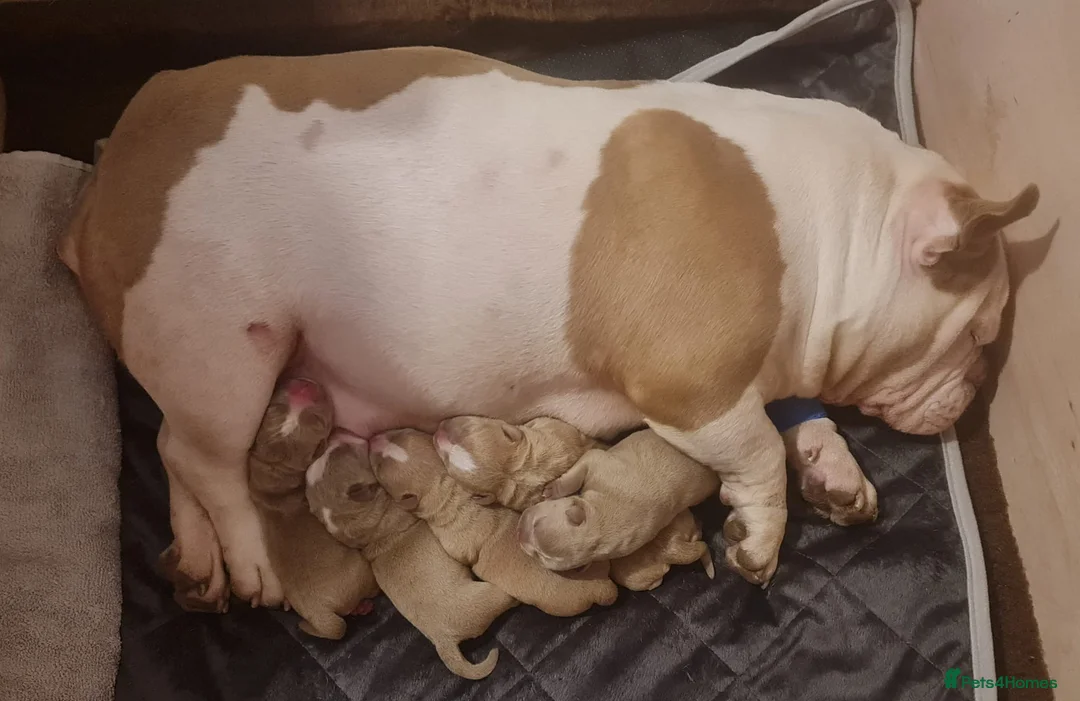 American Bully dogs for stud: Merle ABKC american pocket bully stud in Leicester - Advert 23