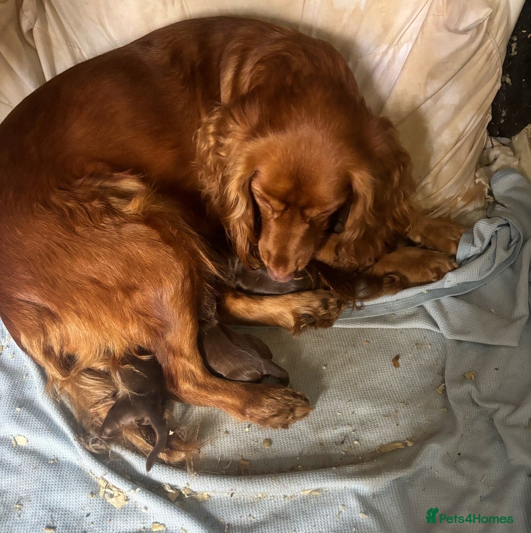 Cocker Spaniel dogs for sale: 4 Beautiful Female Cocker Spaniel Pups For Sale - Advert 8
