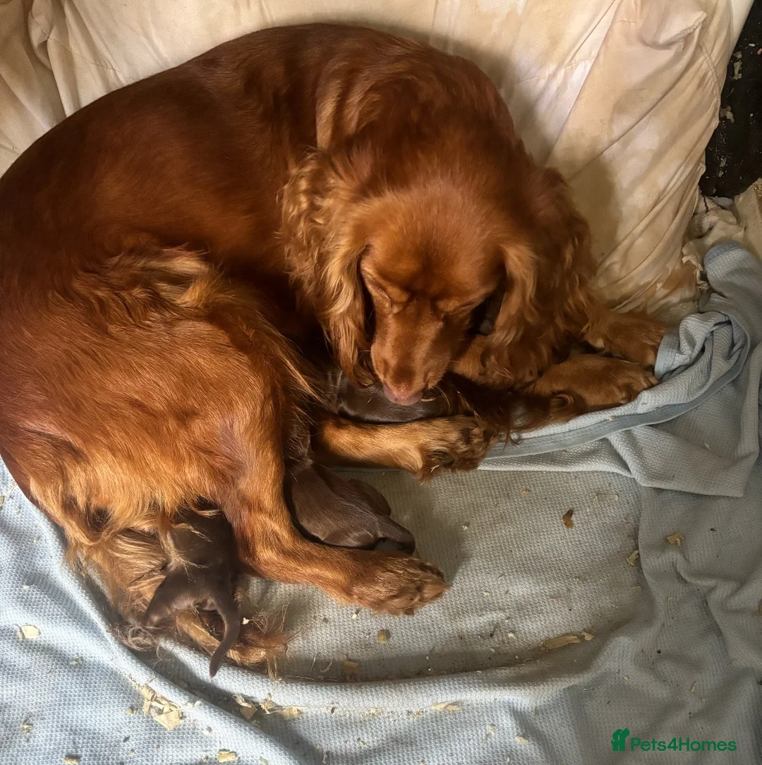Cocker Spaniel dogs for sale: SOLD- 4 Female Cocker Spaniel Pups For Sale - Advert 8
