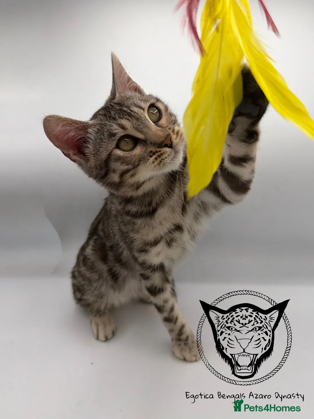 Bengal cats for sale: 🐆✨ LAST KITTEN 6TH TICA GENERATION BENGAL🐆✨ - Advert 1