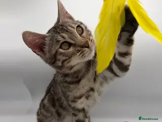 Bengal cats 🐆✨ LAST KITTEN 6TH TICA GENERATION BENGAL🐆✨ - Advert 15