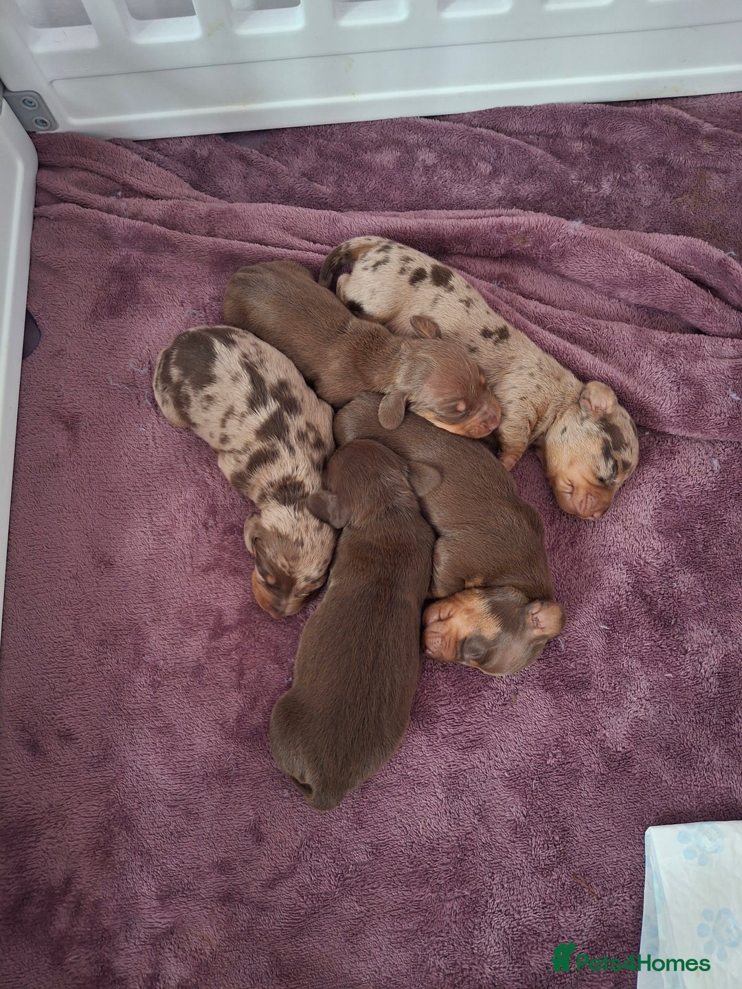 Miniature Dachshund dogs for sale: 💖 Adorable tiny miniature dachshund pups 💖 - Image 6