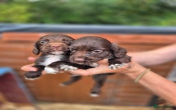 Sprocker dogs for sale: Beautiful Sprocker pups - Image 4