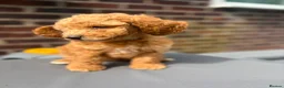 Cockapoo dogs for sale: Stunning F1B Cockapoos in Stockport - Advert 20