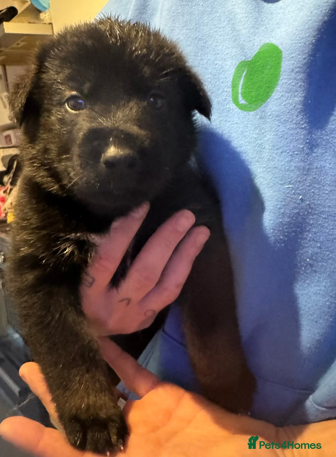 Mixed Breed dogs for sale: Akita x German shepherd puppies - Advert 3