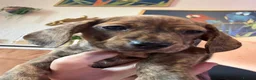 Miniature Dachshund dogs for sale: Ready now litter of brindle miniature Dachshunds - Advert 15