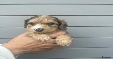 Cockapoo dogs - Advert 5