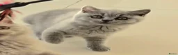 British Shorthair cats for sale: GCCF registered, ready to collect next week! - Advert 14