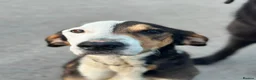 Mixed Breed dogs for adoption: Simba - Advert 3