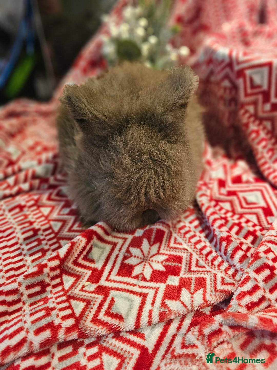 Angora rabbits for sale: Angora X - Advert 17