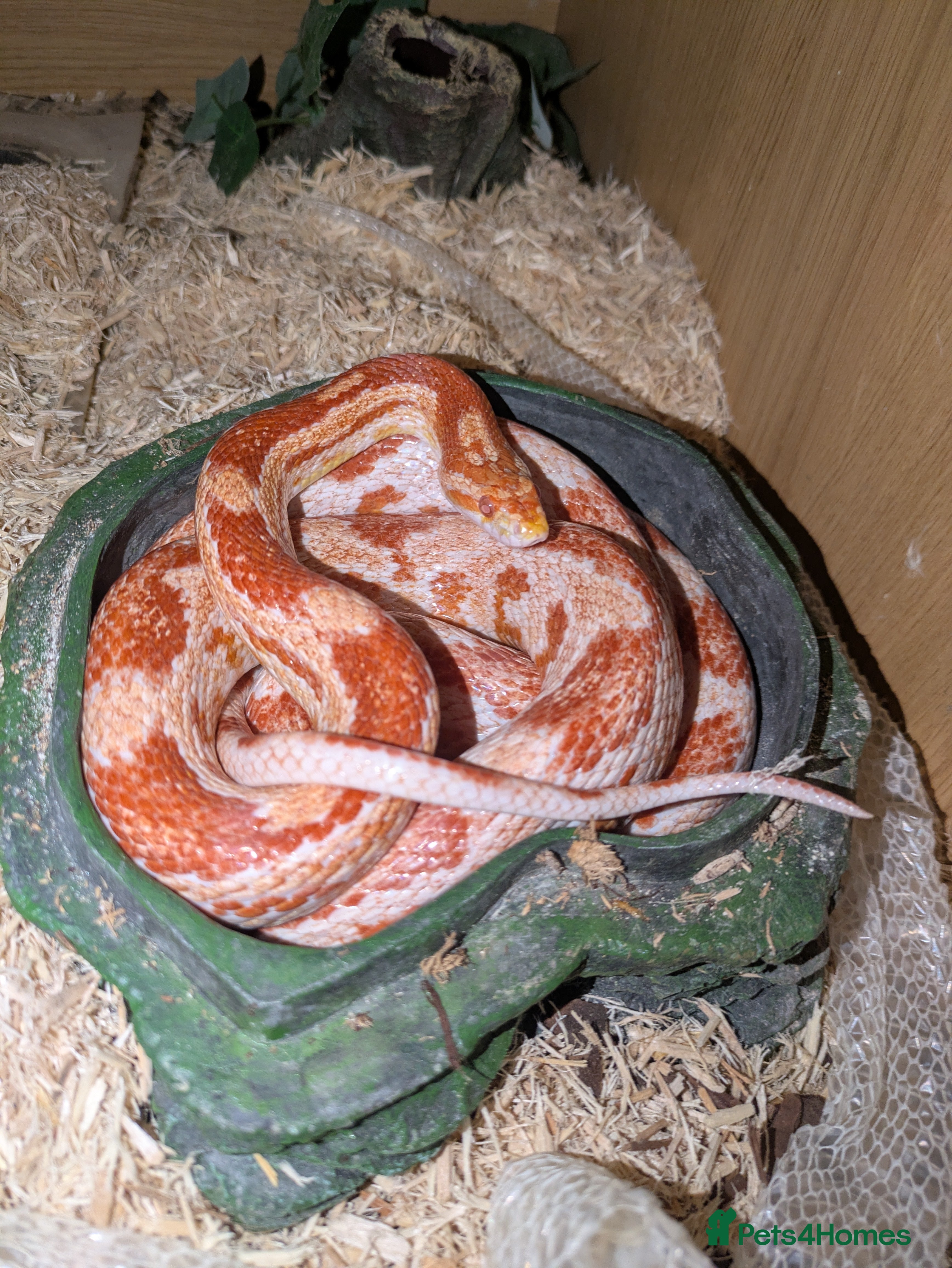 Corn Snake reptiles 16 year old female amel corn snake - Advert 1