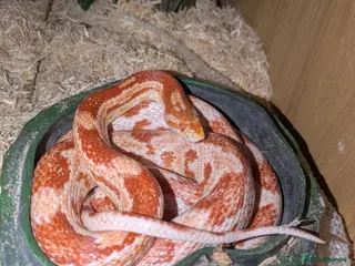 Corn Snake reptiles 16 year old female amel corn snake - Advert 1