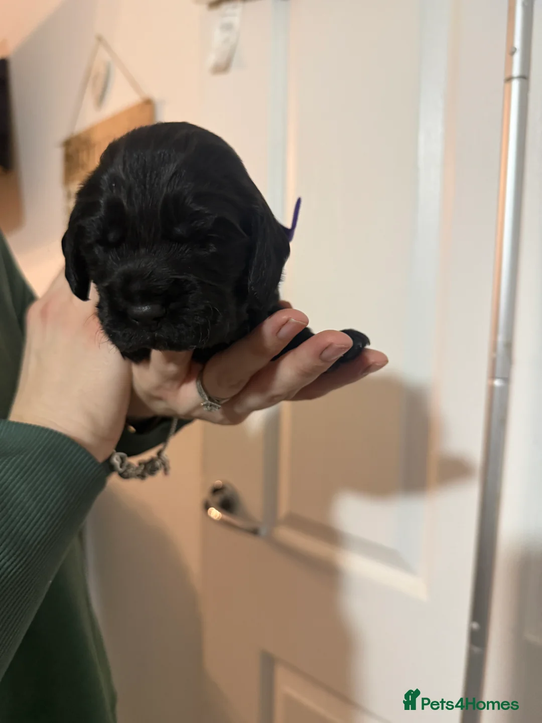 Cocker Spaniel dogs for sale: 3 Cocker Spaniel puppies. AVAILABLE TO VIEW - Advert 31