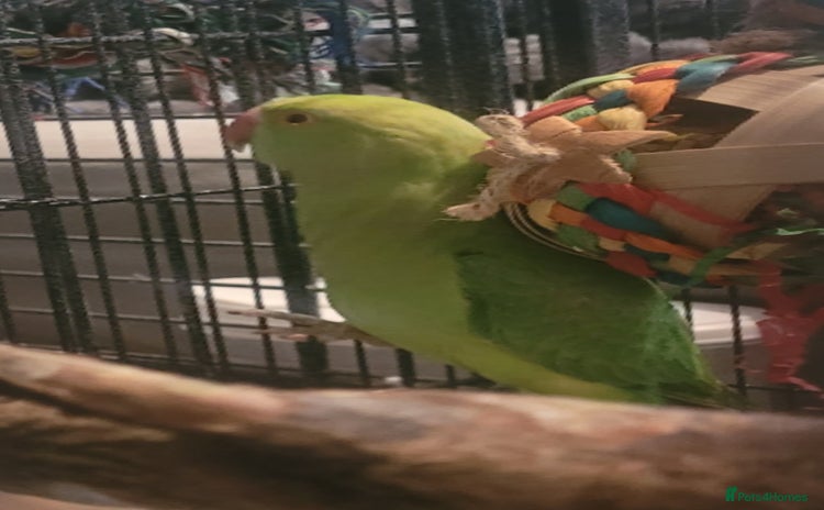 Budgerigars birds - Advert 3
