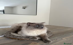 Ragdoll cats for sale: 🎀 2 GIRLS LEFT PUREBRED European Ragdolls 🎀  - Image 15