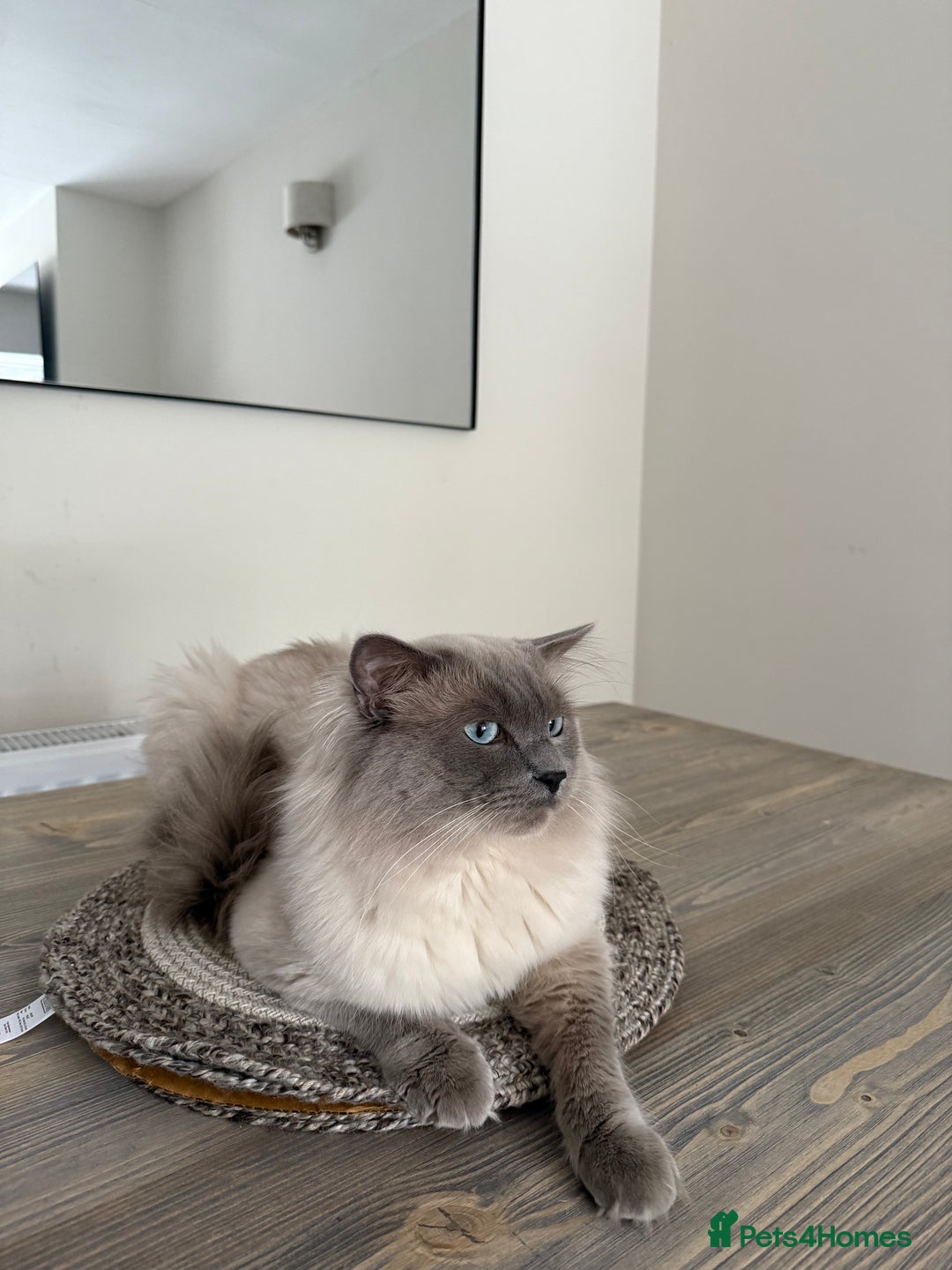 Ragdoll cats for sale: 🎀 2 GIRLS LEFT PUREBRED European Ragdolls 🎀  - Image 15