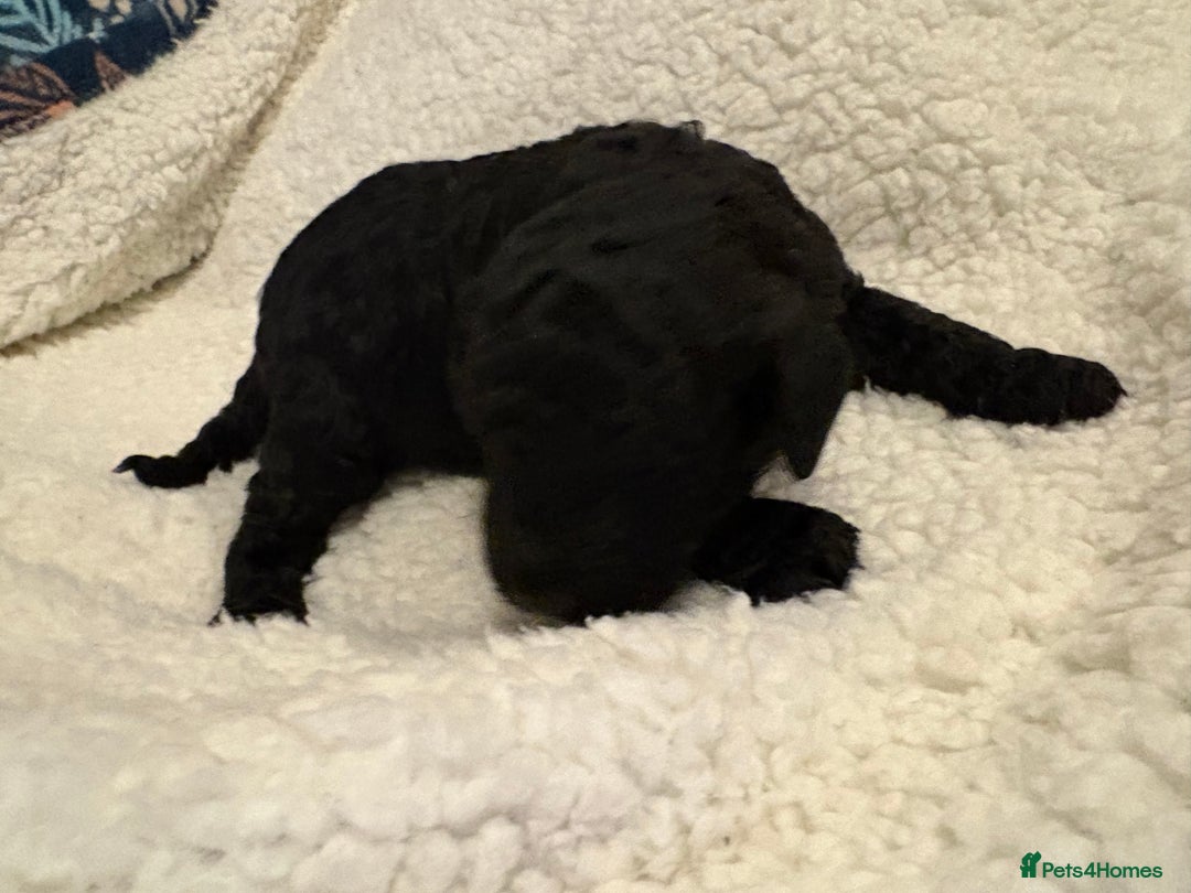 Cockapoo dogs for sale: F1b cockapoo puppies - Advert 7