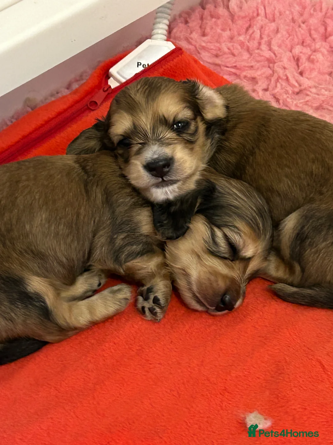 Miniature Dachshund dogs for sale: SHADED CREAM LONGHAIR MINIATURE DACHSHUND - Advert 1