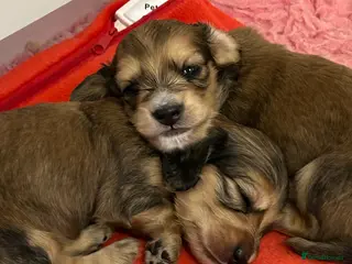 Miniature Dachshund dogs SHADED CREAM LONGHAIR MINIATURE DACHSUND - Advert 1