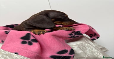 Miniature Dachshund dogs CHOCOLATE & CREAM MINIATURE DACHSHUND GIRL PUPPY  - Advert 11