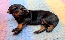 Dobermann dogs for sale: Dobermann Puppies - Image 9