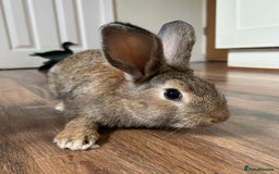 Mixed Breed rabbits for sale: Baby rabbits - Image 3