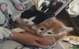 Mixed Breed cats for sale: Long haired kittens - Image 7