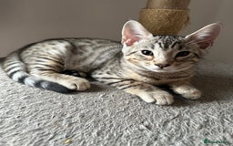 Mixed Breed cats for sale: Crossed BENGALS  - Image 7