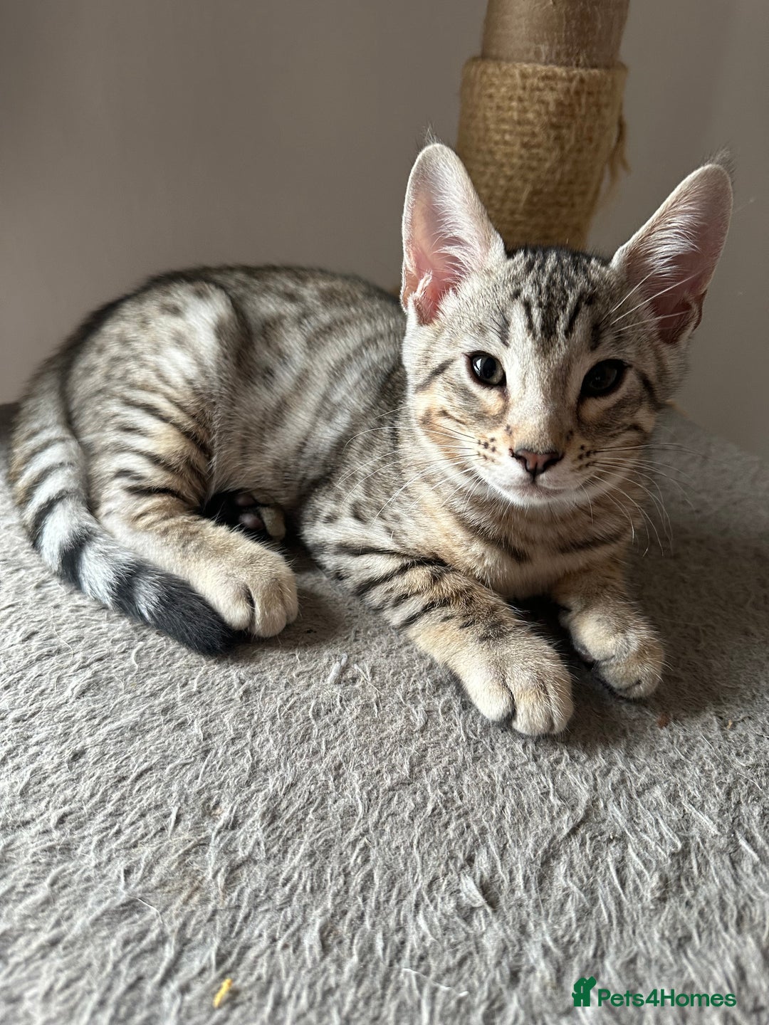 Mixed Breed cats for sale: Crossed BENGALS  - Image 7
