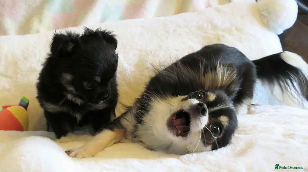 Chihuahua dogs for sale: Beautiful RKC Registered Puppies GIRLS - Advert 8