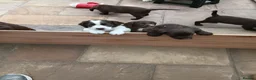 Sprocker dogs for sale: Beautiful Sprocker puppies for sale - Advert 2