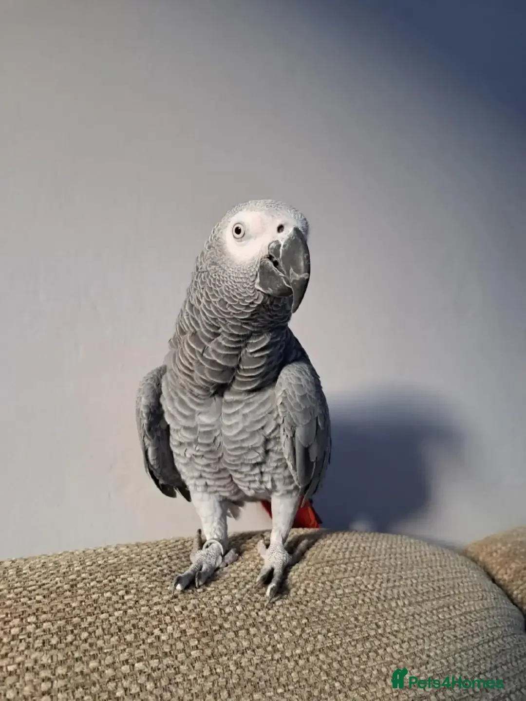 Parrots birds for sale: 2 year old African Grey - Advert 2