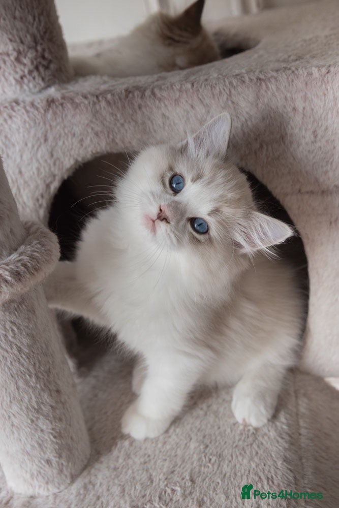Ragdoll cats Best Bicolour Lynx Ragdoll kittens - Advert 2