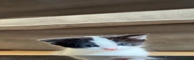 Domestic Shorthair 2