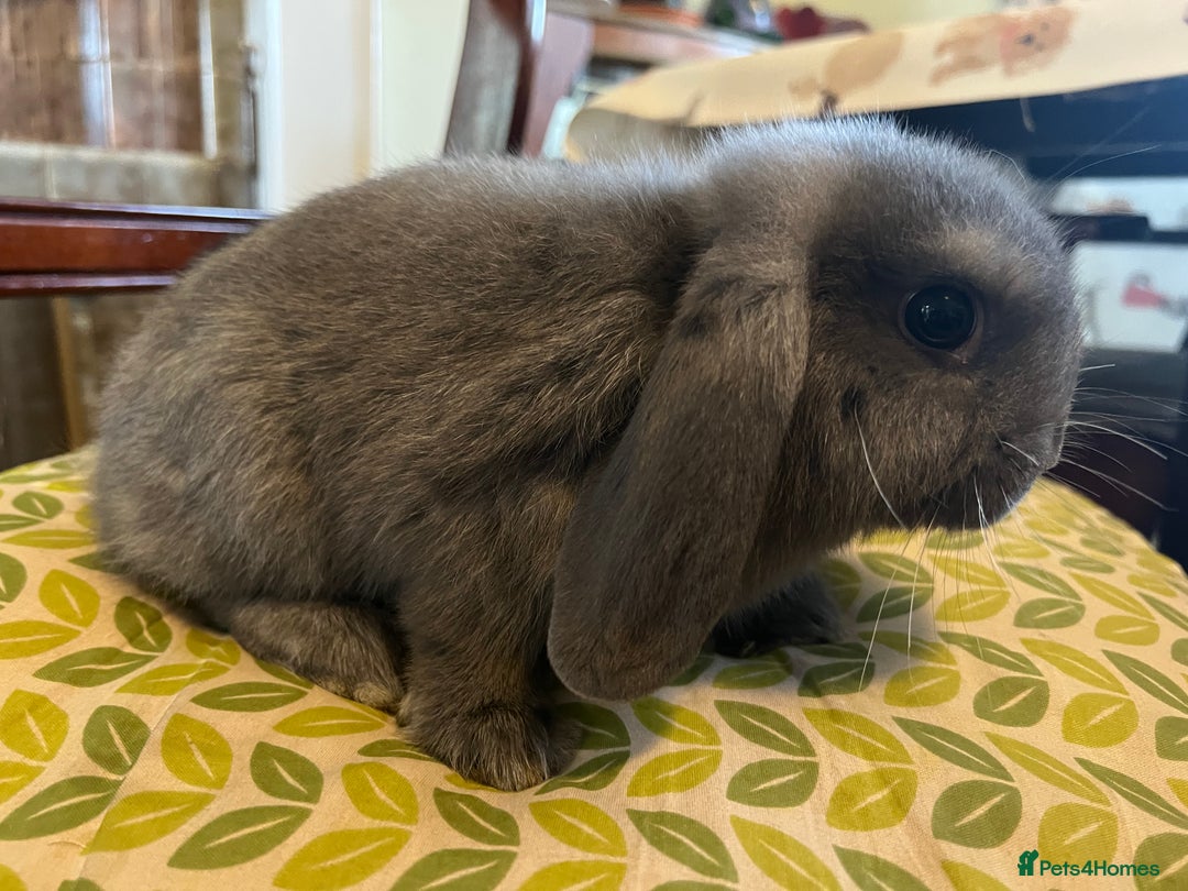 Mini Lop rabbits for sale: Two Mini Lop with Plush Baby Boys - Image 11