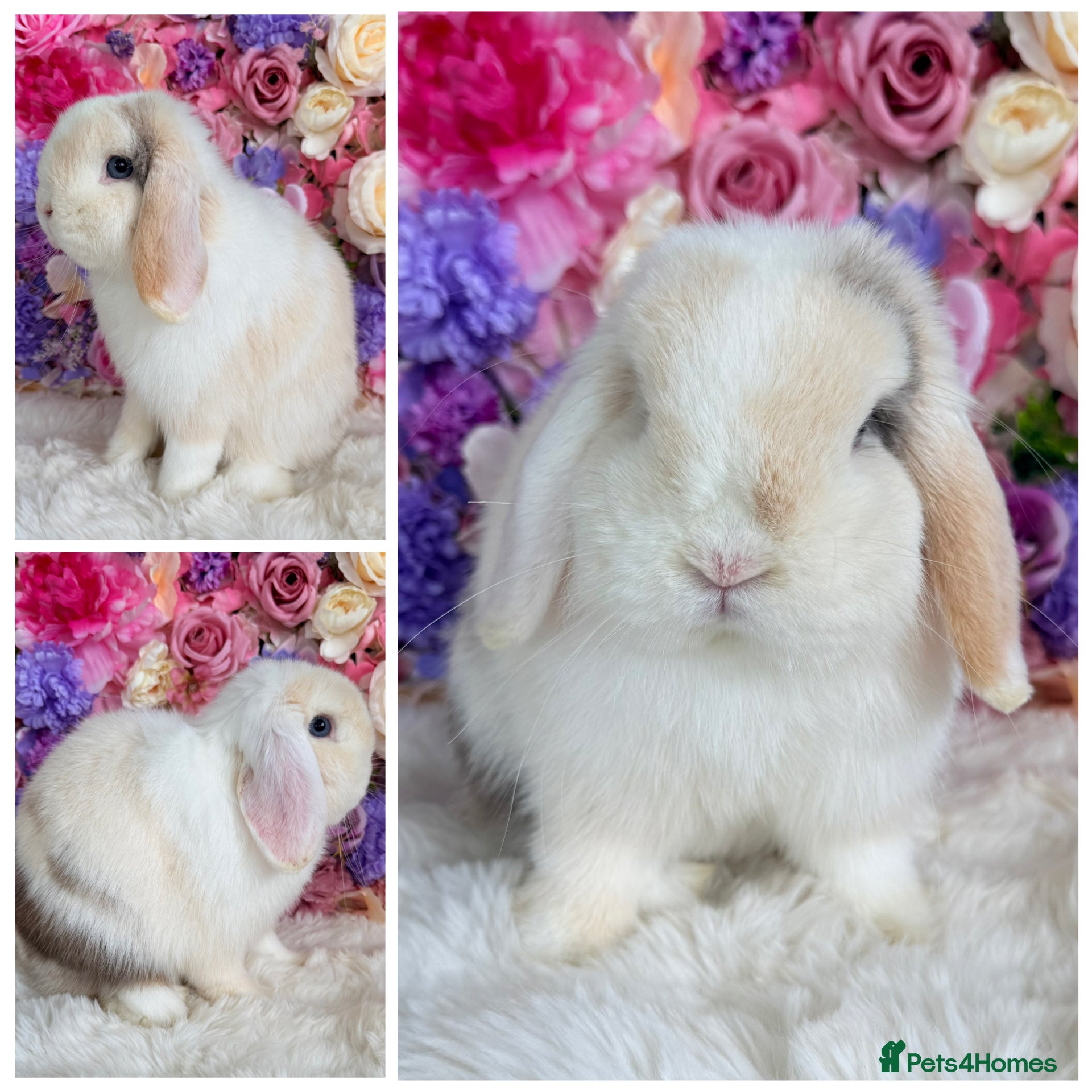 Mini Lop rabbits 🌸 Purebred, Friendly Mini Lops 🌸 xxx - Advert 16